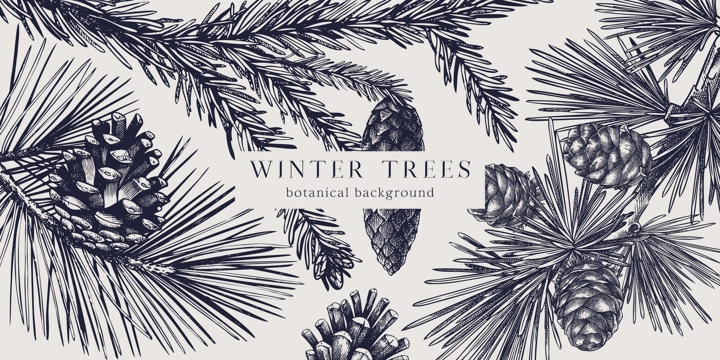 Christmas background. Vector frame with hand drawn conifer plants and cones sketch - fir, spruce, pine, larch. Vintage design for Christmas decoration. Winter trees botanical illustration